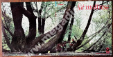 FAT MATRESS - Fat Mattress - US ATCO ('yellow') 1969 1st Press - NEAR MINT VINTAGE VINYL